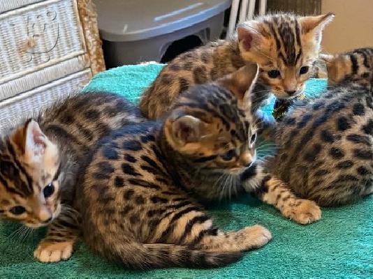 Εκπληκτικά καταχωρημένα γατάκια Βεγγάλης Tica προς πώληση...